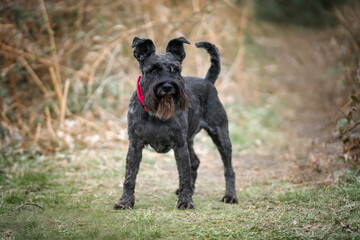 Miniature Schnauzer with a red collar standing tall and looking slightly away