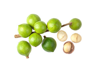 Macadamia nut isolated on transparent png