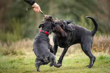 Large Black Schnauzer and a miniature Schnauzer playing tug with their owner
