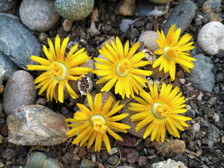 Stoneplants. Lithops sp.