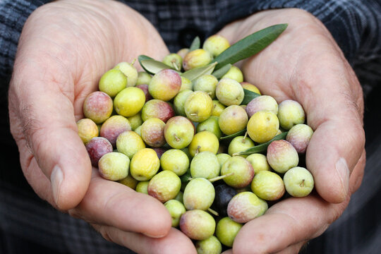 Harvesting olives. Lleida, Catalonia, Spain.