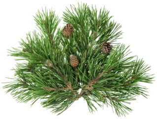 PNG Pine tree branches isolated transparent background. Christmas tree decoration