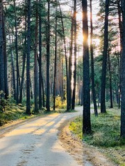 Obraz premium path in the forest