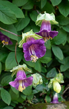Cup-and-saucer vine or cathedral bells flowers (Cobaea scandens) on garden