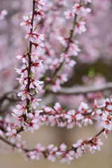 VISTA DE CERCA DE UN ALMENDRO EN FLOR 