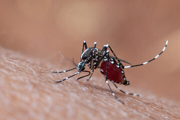 mosquito that sucks human blood
