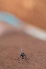 mosquito that sucks human blood