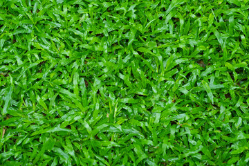 Green grass background, football field