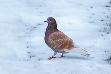portrait of a colourful pigeon (Columba livia) walking on the snow