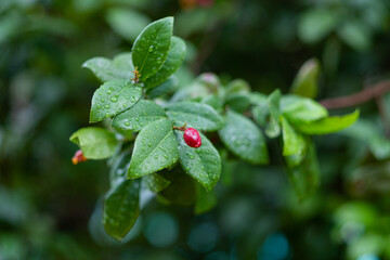Water on leave background, Green leaf nature