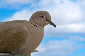 close up portrait of a young dove against blue cloudy sky . The Eurasian collared dove (Streptopelia decaocto) is a dove species native to Europe and Asia