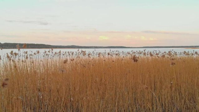 Flying Close To Dried Grass , quiet Blue Lake In Background, Jugla, Riga