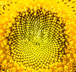 Sunflower flower