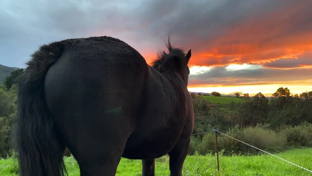 Spanish horse - A black horse enjoying the sunset views in Northern Spain