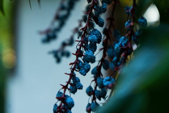 Closeup of dried blue Alicante Bouschet wine grape on a vine