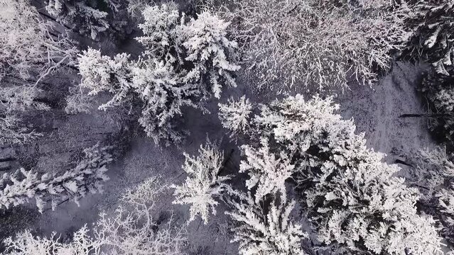 Aerial top down shot from flight above wild forest. Winter season and all trees are covered with snow and frost which makes the picture look white and pure.