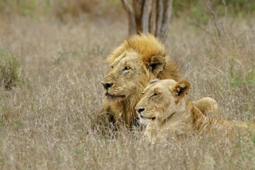 Beautiful shot of a lion couple on a rural field in Kruger National Park - obrazy, fototapety, plakaty