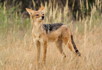 Closeup shot of a black-backed jackal on a field at Central Kalahari National Park, Botswana