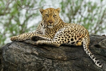 Beautiful shot of a spotted male leopard on a rock in Kruger National Park, South Africa