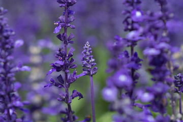 Close up purple salvia purple flowers in garden