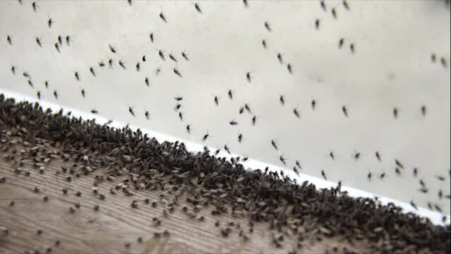 Myvatn Midges Iceland small Insects