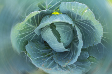 Obraz premium macro Cabbage, Color photo of green leaves of cabbage radial Motion