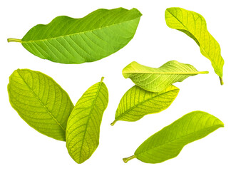 a collection of young yellowish guava leaves. group of isolated objects. leaf sets