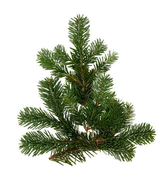 Christmas tree isolated transparent background, PNG. Fir twig Xmas tree shape