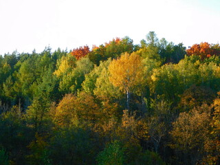 Autumn crowns of trees with colorful leaves