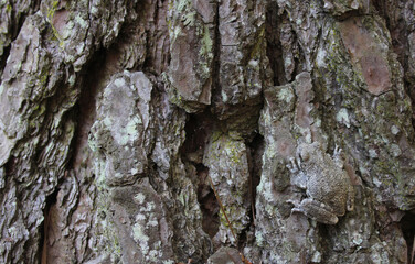 Gray Tree Frog Hyla chrysoscelis on pine tree in Eastern Texas