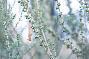 Praying mantis in its natural habitat