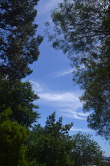 the blue sky with some beautiful clouds seen from a forest