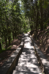 a path in a park full of trees in summer