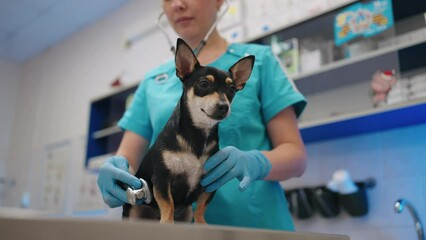 veterinary examination, little black dog is sitting on table in vet office, veterinarian is listening his lungs