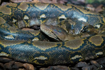 Close-up shot of a Reticulated python