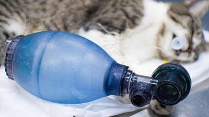 The cat lies on the table with a tube in the trachea and a bag connected for pulmonary resuscitation. An animal is resuscitated using an ambu bag.