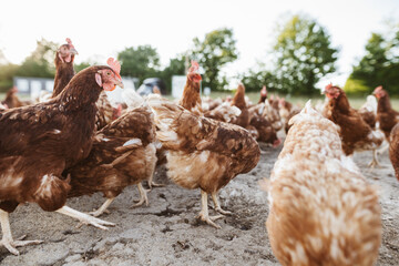 Free range chickens outdoors on an organic farm.