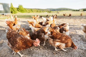 Free range chickens outdoors in sunlight on an organic farm.