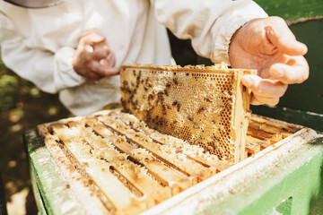 Beekeeper removes a honeycomb from the hive