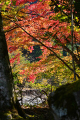 赤く染まり始めたモミジの葉