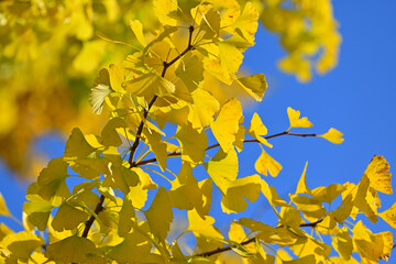 青い空に映える黄色く色付いたイチョウの葉