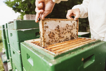 Beekeeper removes a honeycomb from the hive