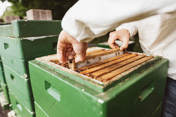 Beekeeper removes a honeycomb from the hive