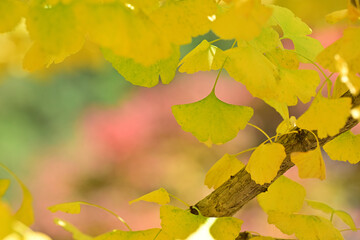 黄色く色付いたイチョウの葉