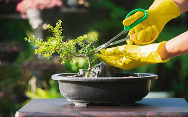 Hands of person using scissors to cut the leaves and branches of a bonsai tree placed on a table.