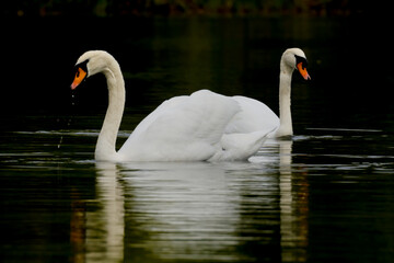 Fototapeta premium Two white swans on lake, reflected in water