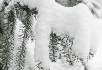 Snow figures on the brunch of the pine in the park.