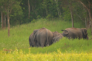 amimals in the grass