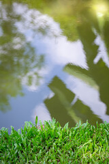 Wallpaper vertical image of the reflection of the sky and leaves on the pond. with green grass in the foreground