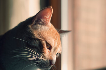 Cat looking at the street through the window